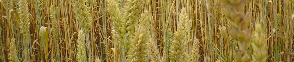 Nettsted for Lene Odde