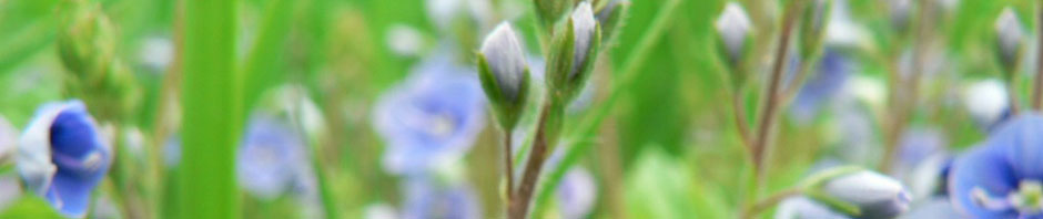 Nettsted for Liesbeth Ødegård