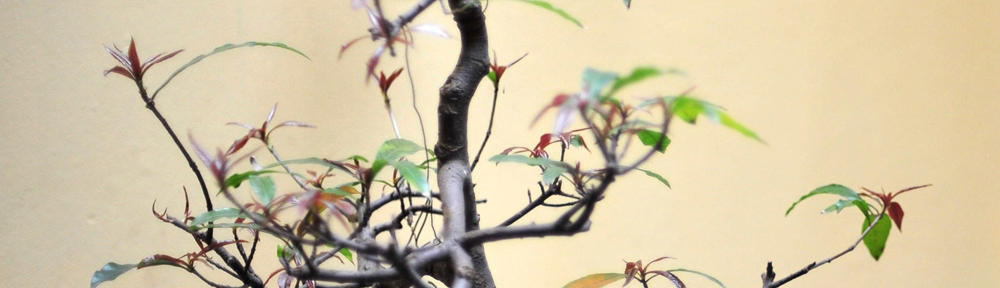 Nettsted for Preben Tjemsland