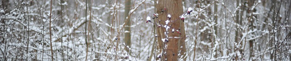 Nettsted for Vetle Horpestad